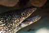DSC 0144 Bonaire 5 9 07 Brown And White Eel