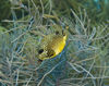 DSC 0155 Bonaire 5 07 Trunk Fish In Coral