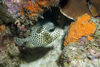 DSC 0242 Bonaire 5 8 07 Spotted Trunkfish 3
