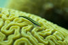 DSC 0948 Gobe On Brain Coral 5 6 07