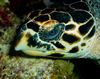 DSC 2129 Turtle Sleeping Under Rock Cozumel 10 07 14x11