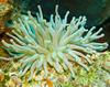 DSC 2398 Sea Anenome Cozumel 10 07 14x11