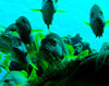 DSC 2447 Gunt Fish Cozumel 10 07 14x11