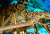DSC 2477 Lobster Cozumel 10 07 14x11