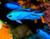 DSC 2535 Blue Fish Cozumel 10 07 14x11