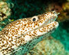 DSC 2566 Brown Spotted Eel Cozumel 10 07 14x11