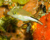 DSC 2604 Toby Fish Cozumel 10 07 14x11