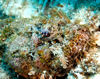 DSC 2651 Scorpionfish 1 Of 3 Cozumel 10 07 14x11