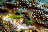 DSC 2657 Blue Headed Blennin Cozumel 10 07 14x11