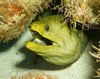 DSC 2660 Huge Green Eel Cozumel 10 07 14x11