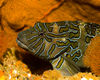 DSC 3692Fish In Orange Coral Cabo 1 08 8x10