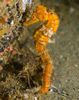 DSC 3926 Sea Horse Cabo 11x4 1 08