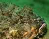 DSC 3951 Scorpionfish Cabo 1 08 11x14