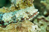 DSC 4564